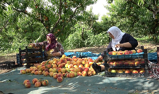 Çarşamba’da şeftali hasadı! Rekolte düşük