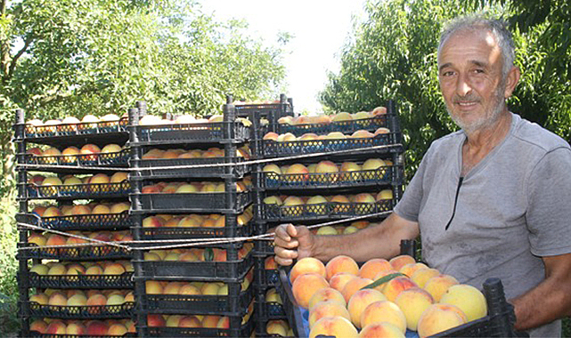 ‘Çarşamba’da şeftali üreten kalmayabilir’
