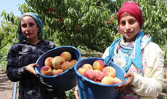 Çarşamba’da şeftali üretimi düşüyor