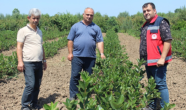 Çarşamba Ovası'nda aronya atağı!