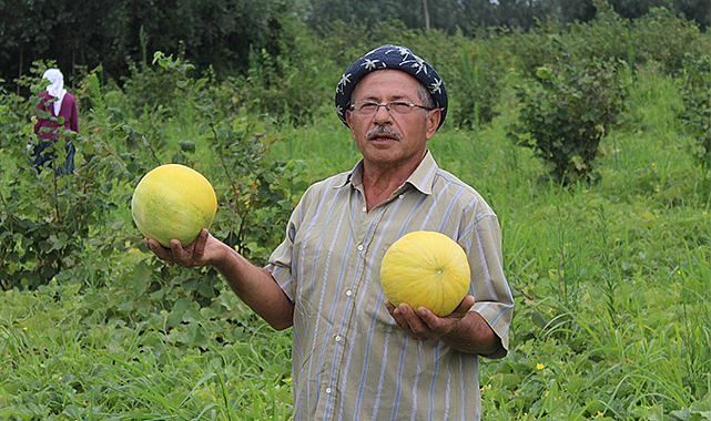 Çarşamba Ovası’nda hasat dönemi