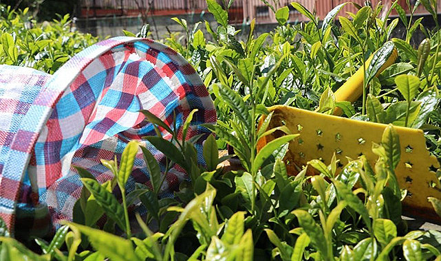 ÇAYKUR 175 kilogram beyaz çay aldı