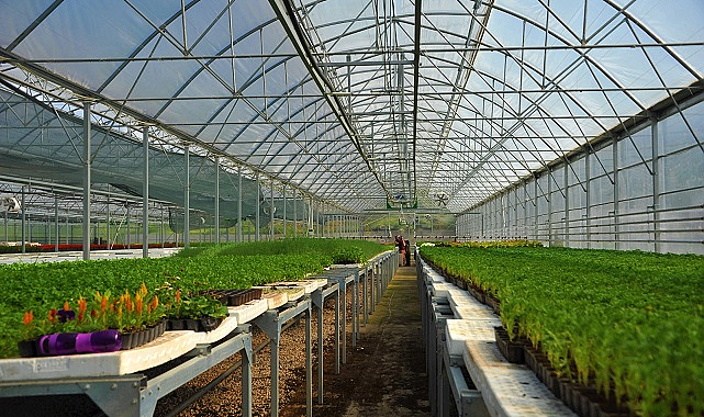 Samsun'da çöpten elde edilen elektrikle çiçek üretiliyor