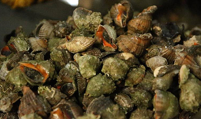 Deniz salyangozundan dev gelir