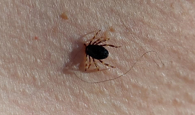 Doğu Karadeniz'de kene vakaları düşüşe geçti