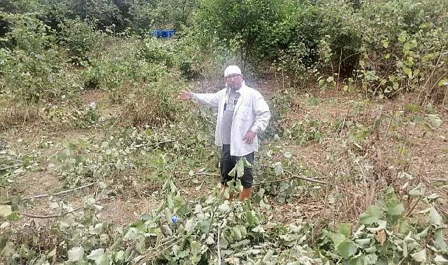 Fındık alım fiyatına tepkiler sürüyor: Bir üretici daha ağaçlarını kesti