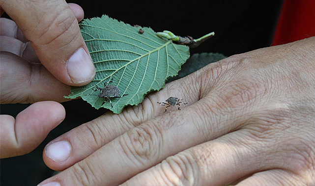 Fındık bahçelerini kemiren haşereler