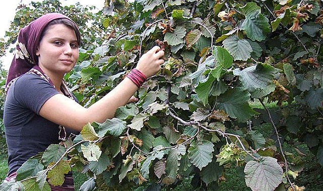 Fındık üreticileri mahsulünü torunlarıyla topluyor