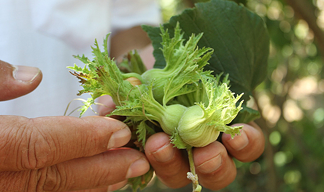 Fındık üreticisine 'erken hasat' uyarısı:  Zararı 240 milyon TL