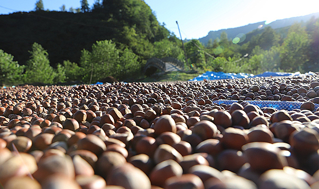 FİSKOBİRLİK fındık alımlarına başladı