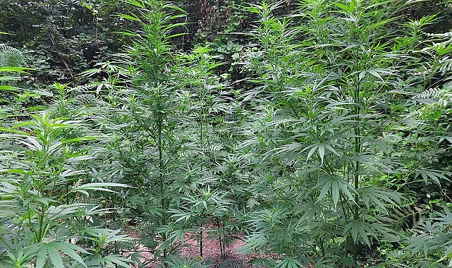 Jandarma 54 kök kenevir ele geçirdi