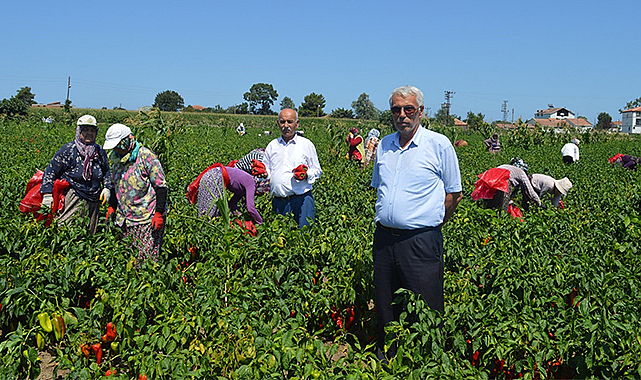 Kapya biberde hasat zamanı! Kilosu 25 TL