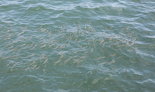 Karadenizli balıkçılar bereketli bir sezon bekliyor