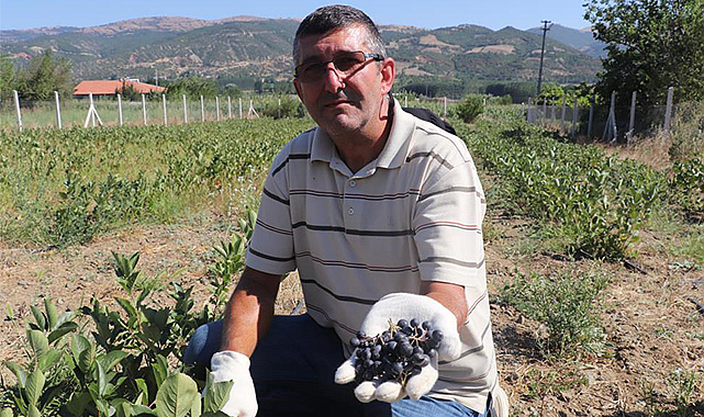 Kilosu 250 TL, nedenini ise hasadını bilenler anlıyor