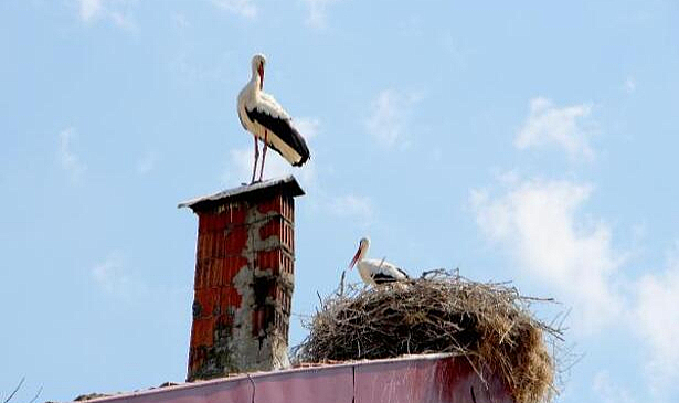 Leylekler ağaç kesilince, 3 katlı binanın çatısını yuvaya çevirdi