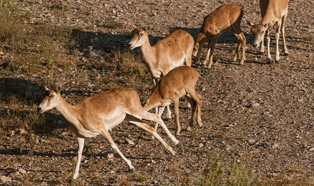 Nesli tehlike altındaki hayvanlar hayata bağlanıyor