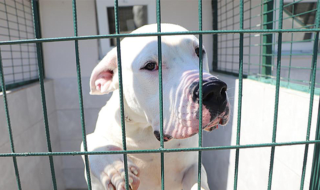 'Proteo'nun yasaklı misafirleri