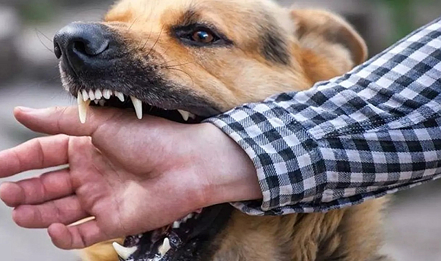 Sağlık Bakanlığı, kuduz riskli temas sayısı 3 milyonu aştı