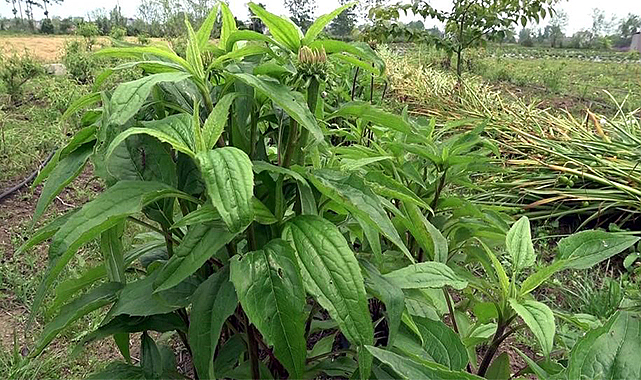 33,5 milyon tıbbi ve aromatik sebze fidesi üretildi