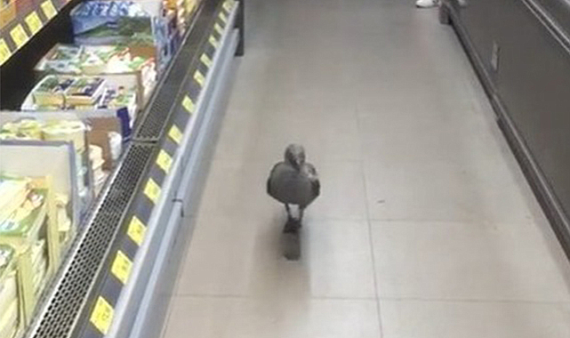 Samsun’da gülümseten olay! Martı markette bütün reyonları dolaştı!