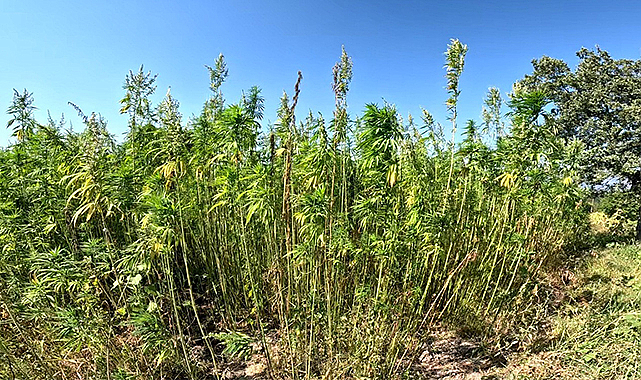 Samsun’da kenevir atağı! 200 dekardan 2 bin dekara yükseldi