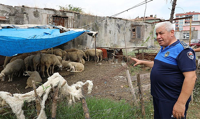 Samsun’da uyarı yapılan 12 ahırın faaliyetine son