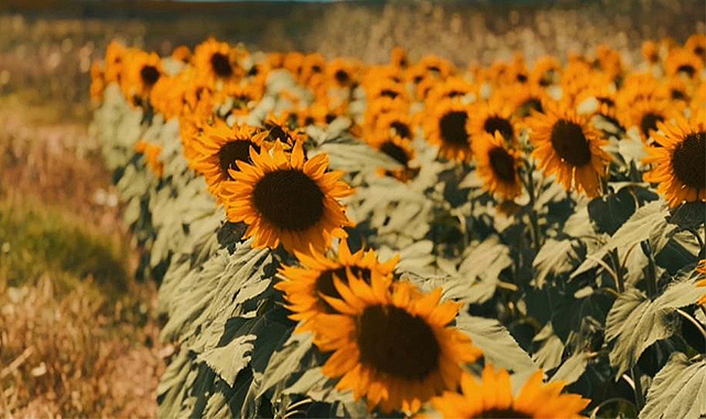 Samsun'un yüzde 38,92’sinde tarım yapılıyor