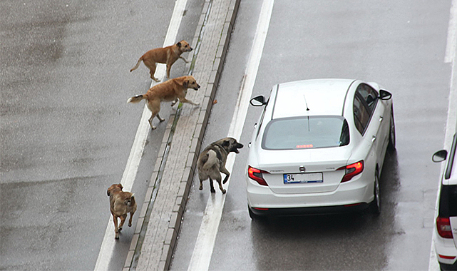 Samsun Valiliği açıkladı! Hayvanları Koruma Kanunu uygulayın