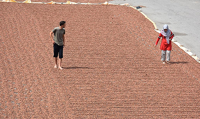 Sıcak hava fındığı hızlı kuruttu