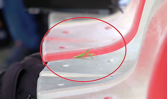 Stat hayvanlar alemi gibi! Peygamber devesi de görüldü