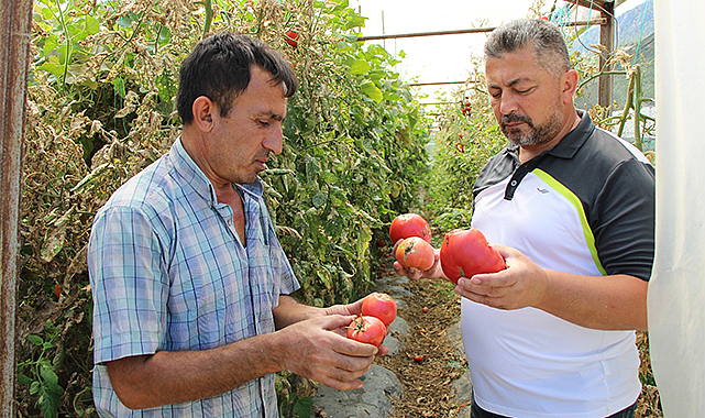 Tonlarca domates zarar gördü