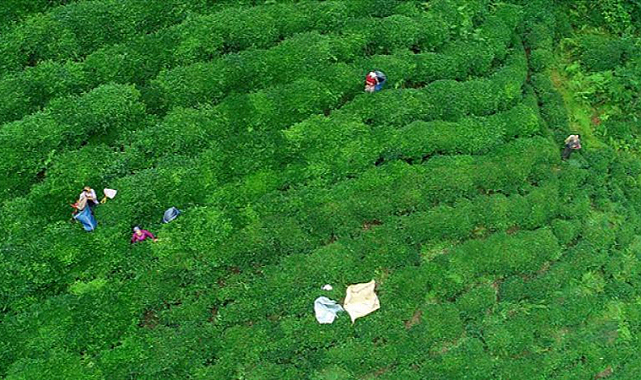 Türk çayı 7 ayda 17,2 milyon dolar kazandırdı