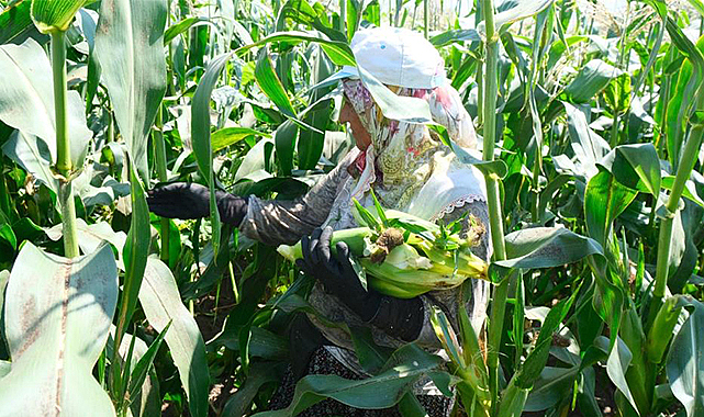 Türkiye’nin meşhur Mardar mısırında hasat başladı