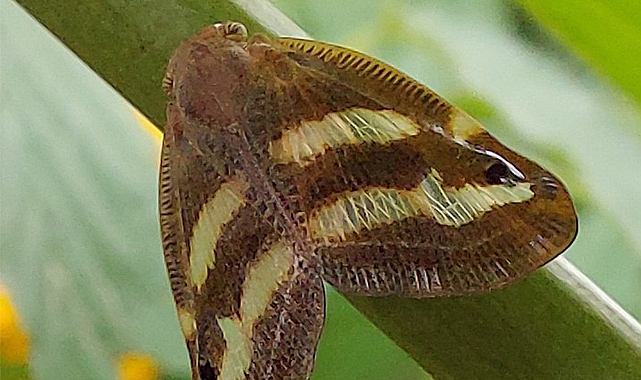 'Vampir Kelebek' alarmı!