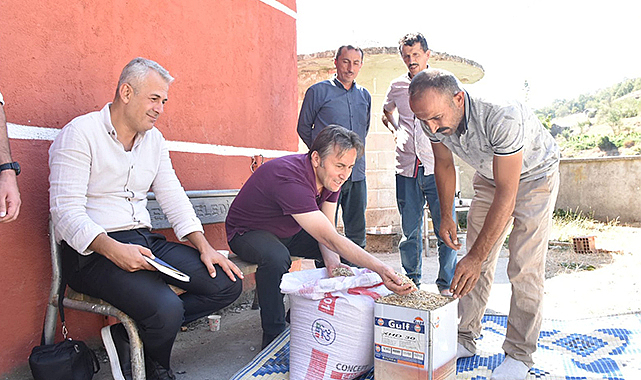 Yakakent'te siyez buğdayı atağı!