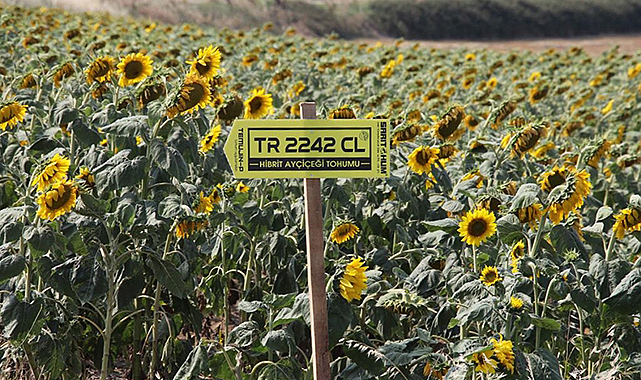 Yerli hibrit ayçiçekleri sıcaklıktan az etkilendi