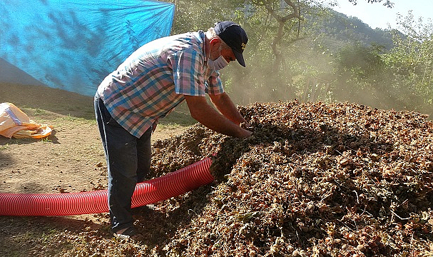 Yılda sadece 1,5 ay çalışıyorlar! Saatlik ücretleri 2 bin TL