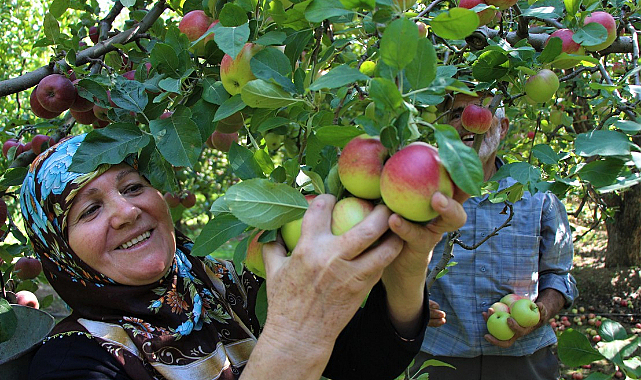Amasya'da 2 bin yıllık sembol misket elmasının hasadı başladı