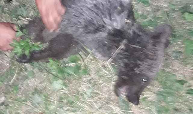 Ayağı kırılan yavru ayı Sinop'ta tedavi ediliyor