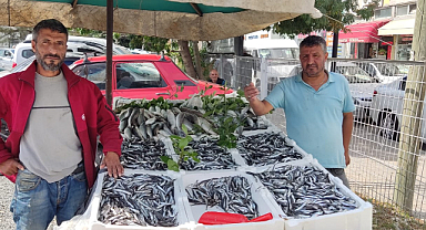 Bafra bu sezon hamsiye doyacak!