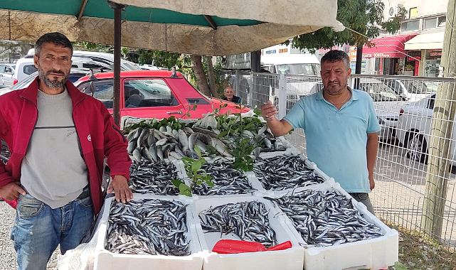 Bafra bu sezon hamsiye doyacak!