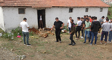 Bafra'da şok! 11 buzağı neden telef oldu?