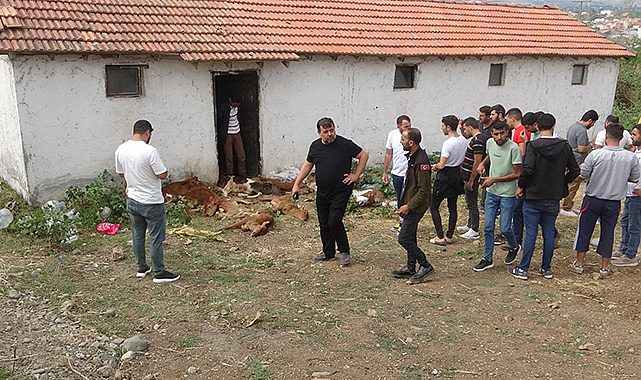 Bafra'da şok! 11 buzağı neden telef oldu?
