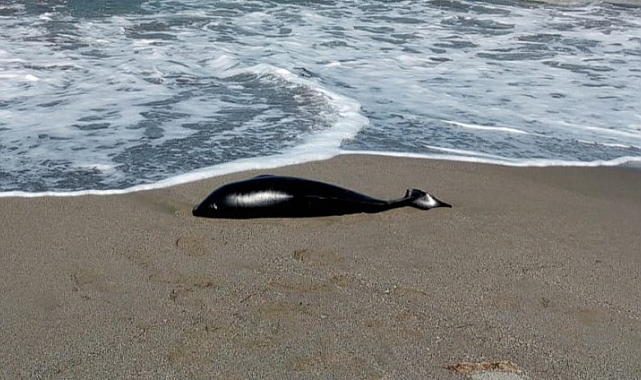Bafra'da yunus ölümü! Karaya vurdu
