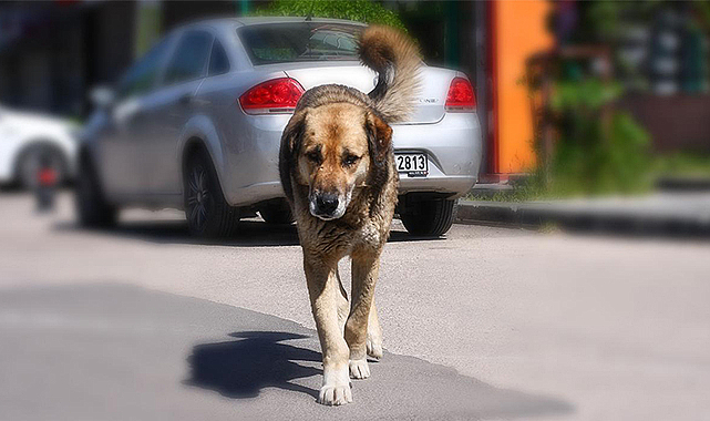 Bolu'ya sokak hayvanı bırakana 5 milyon lira ceza