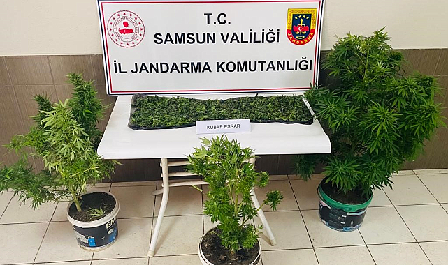 Çarşamba'da esrar baskını! 1 tutuklama