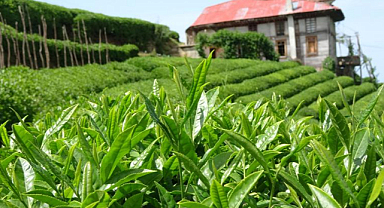 Değişen hava koşulları çay üretimini de vurdu