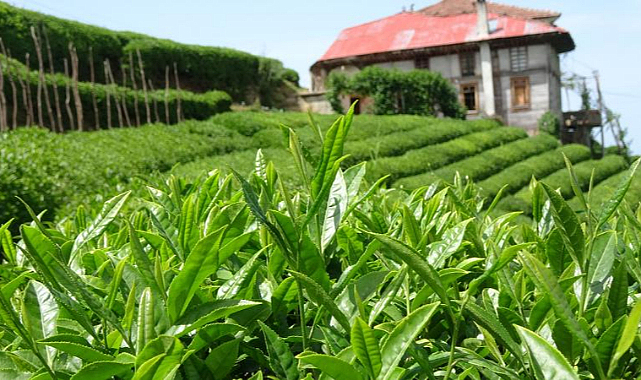 Değişen hava koşulları çay üretimini de vurdu