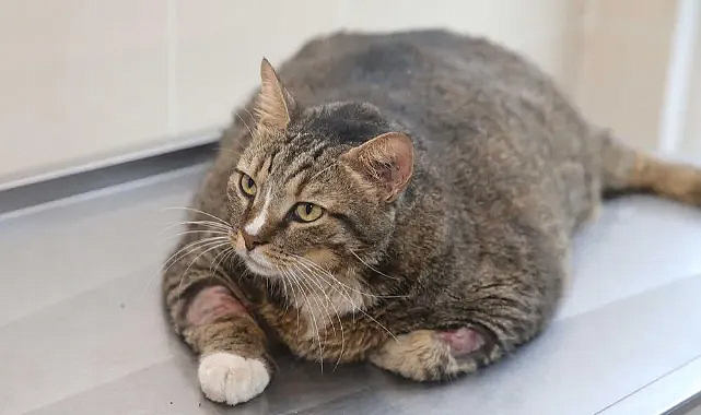 Dikkat! Patili dostlarınız obez olabilir