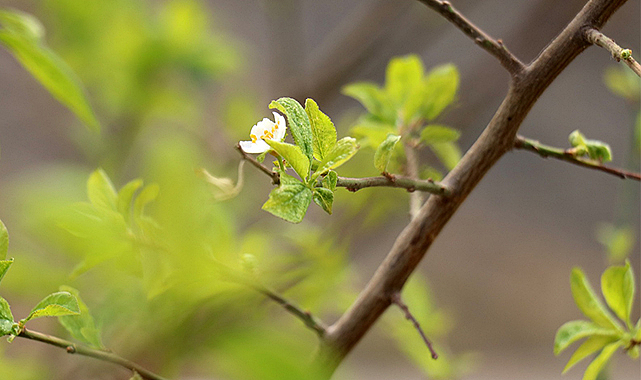 Erik ağacı eylülde çiçek açtı!